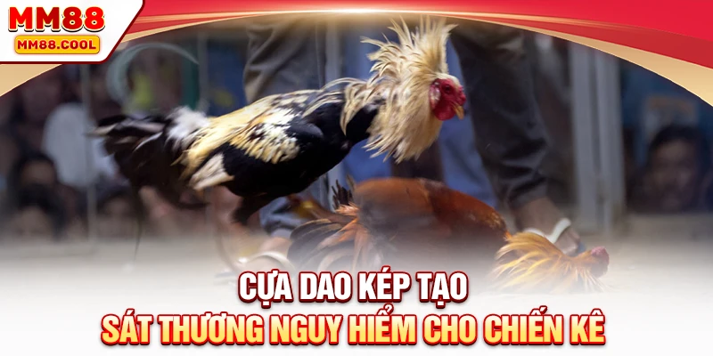Cựa dao kép tạo sát thương nguy hiểm cho chiến kê