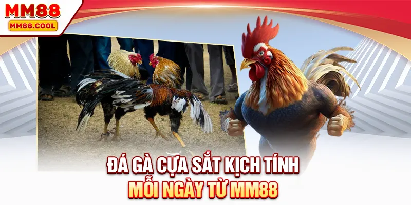 Đá gà cựa sắt kịch tính mỗi ngày từ MM88