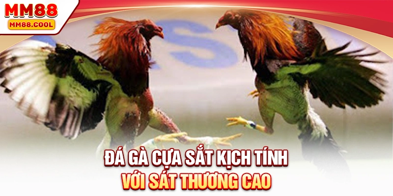 Đá gà cựa sắt kịch tính với sát thương cao