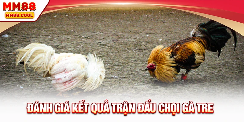 Đánh giá kết quả trận đấu chọi gà tre