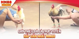 Giới thiệu đá gà trực tuyến hấp dẫn nhất MM88