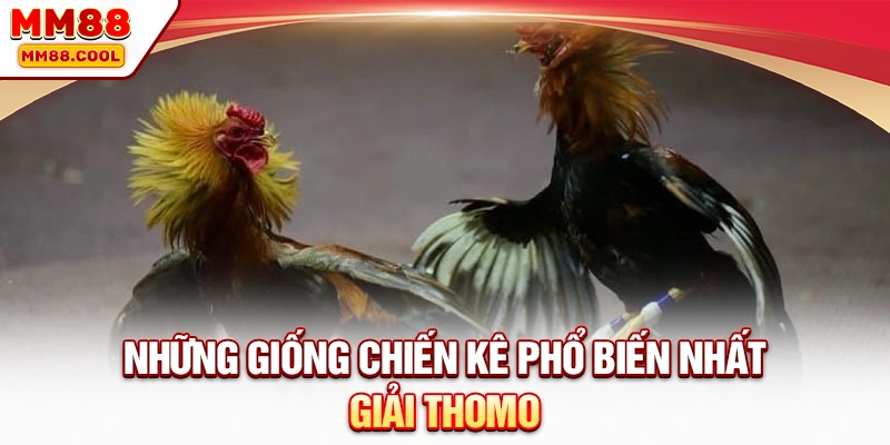 Những giống chiến kê phổ biến nhất giải Thomo