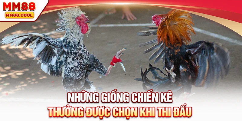 Những giống chiến kê thường được chọn khi thi đấu