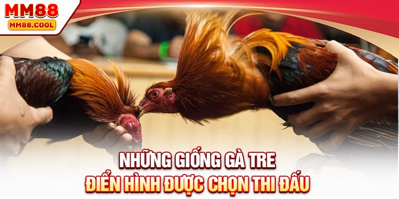 Những giống gà tre điển hình được chọn thi đấu