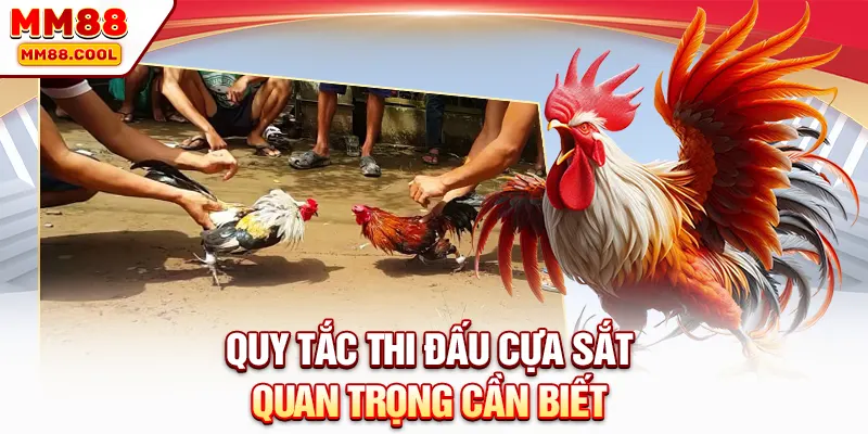 Quy tắc thi đấu cựa sắt quan trọng cần biết