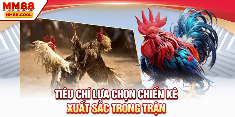 Tiêu chí lựa chọn chiến kê xuất sắc trong trận
